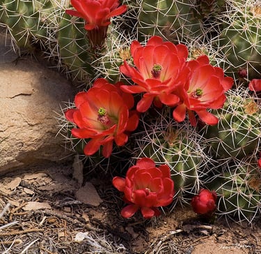 a lot of cactus plants with bright red flowers