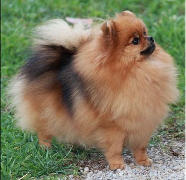 perrito pomerania argentina