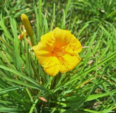 a yellow flower with a green leafy plants