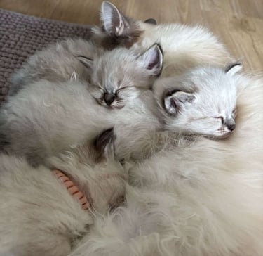 Sacré de Birmanie - chatons