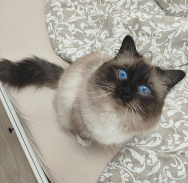 Sora - Sacré de Birmanie Seal Point