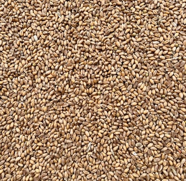 Grains de blé triés au trieur optique. Crédit photo : Terres&Graines