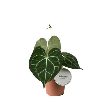 Anthurium clarinervium au feuillage cordiforme vert foncé avec nervures blanches marquées