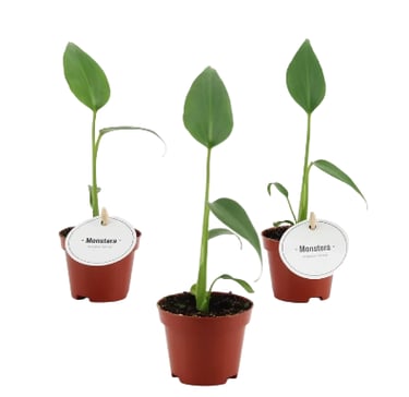 Monstera Burle Marx Flame Tibaldo Jungle plante rare lille