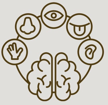 Picture of the brain connected to pictures of the five senses