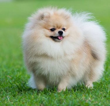 pomerania venta argentina