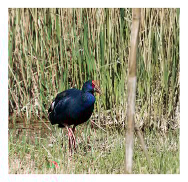 CALAMÓN COMÚN (PORPHYRIO PORPHYRIO)