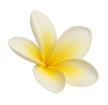 a yellow flower on a Lomi Lomi session button