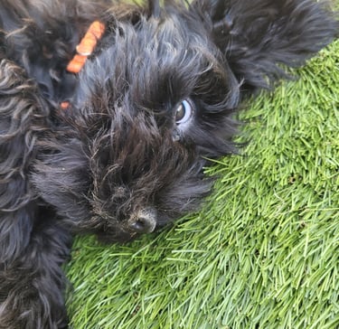 Schnauzer nain