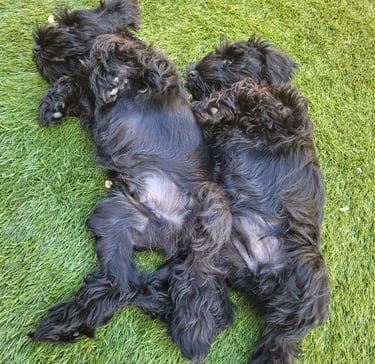 schnauzer nain au repos
