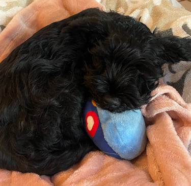 chiot schnauzer nain