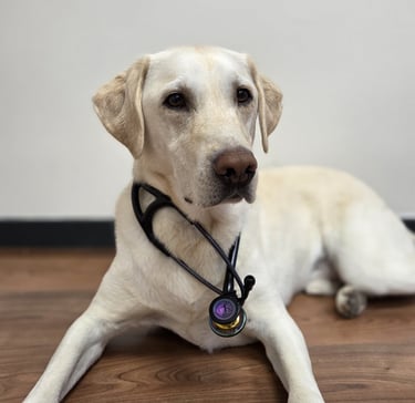 Chien chez le vétérinaire pour être soigné