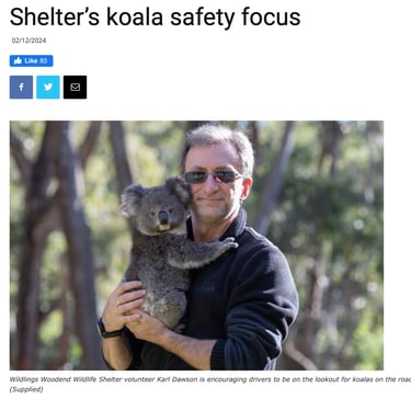 Shelter's Koala Safety Focus