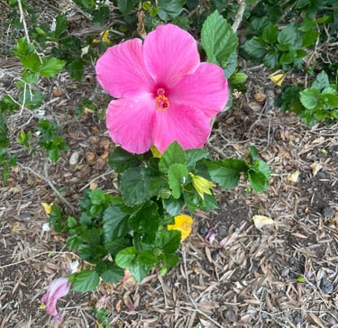 Enjoying nature after meeting with Judy Waitley at Empower Change Counseling