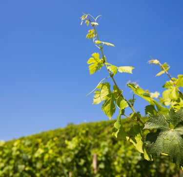 Weingarten mit Weinrebe