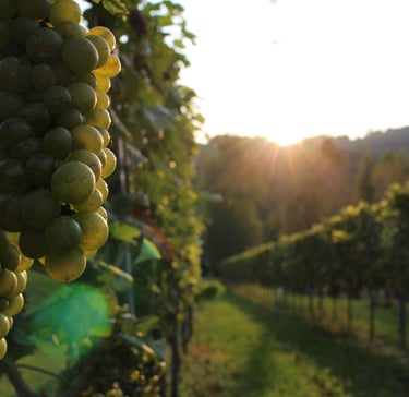 Weintraube im Weingarten