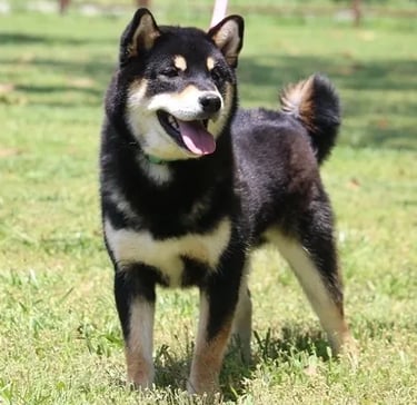 Breeding choices - Explore Sire Profiles & Pedigree Links