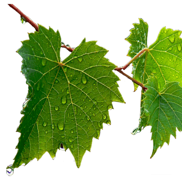 Vigne, amboise, Vallée de la Loire