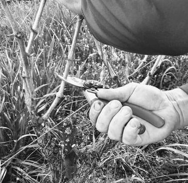 Closerie de Chanteloup, domaine viticole à Amboise : respect de l''environnement, taille de la vigne