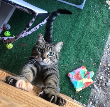 Chat joueur à la pension pour chats Un Rêve de Chat