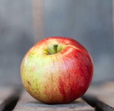 Pomme Melrose bio fraîchement récoltée dans le verger familial en Savoie