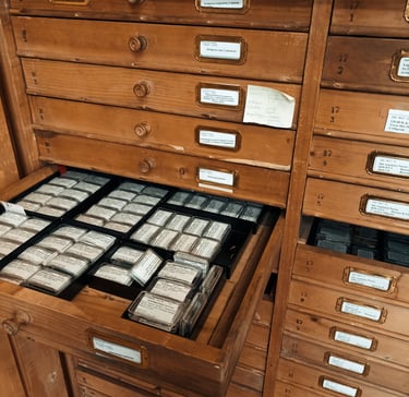 Paleontological collections of the Natural History Museum of Vienna (Austria).