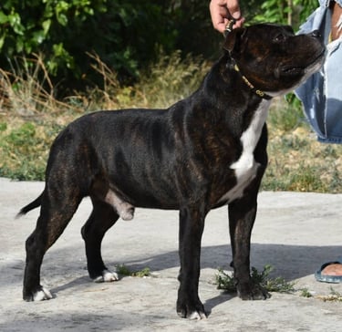 Maschio adulto Staffordshire Bull Terrier nero tigrato di profilo presso allevamento Grecalestaffs