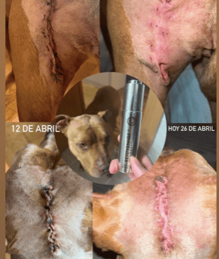 a dog with a large bruise on his head