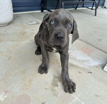 Cane Corso Puppies for Sale