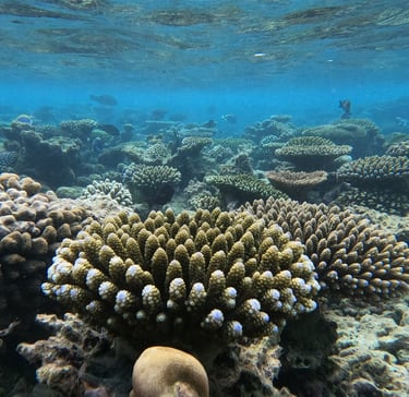 récifs coralliens coraux plongée