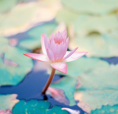 lotus rose symbole renouveau érenité