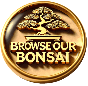 link to browse our bonsai shop