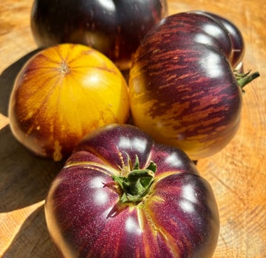 Solar Eclipse’ tomatoes, showing ripe, round tomatoes with deep purple skin and golden blossom end.