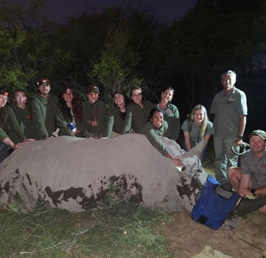 Canadian students with Drs Erik and Ellen with a rhino bull after placing a tracking leg collar