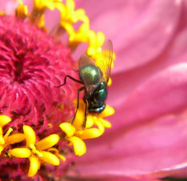 visiteur floral micro perma culture jardin naturopathe Pause Ô Logis Mayenne Coêvrons
