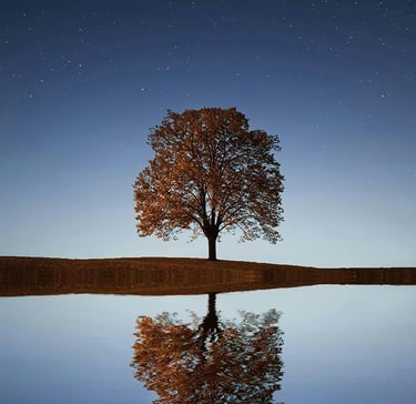 arbre sur ciel étoilé