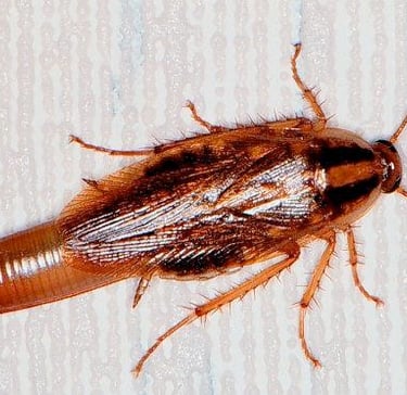 barata francesa com ooteca