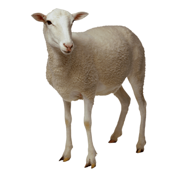 MadKiwi brought his date today a sheep standing in front of a white background