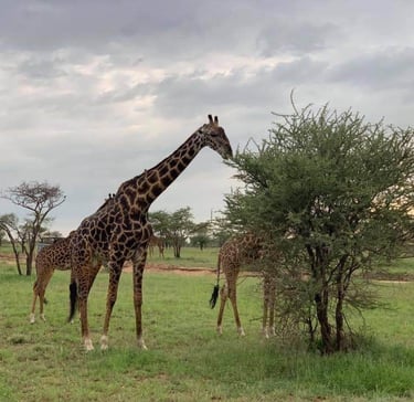 Three giraffes eating leaves from tall trees in Tarangire National Park Tanzania wildlife safari.