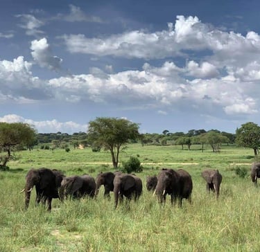 Group of elephants in Tarangire National Park with scenic trees and beautiful natural landscape during a Tanzania safari.