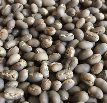 Arabica Indonesia Gayo peaberry – clean bright floral and herbal profile, smaller unique bean shape,