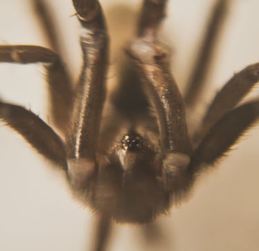 fotografia macro de una araña