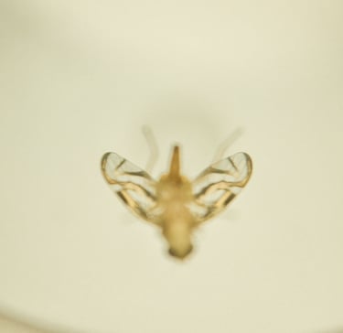 fotografia de mosca. especie anastrepha obliqua