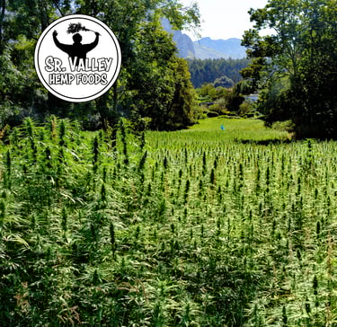 Plantación de cáñamo en Asturias | Cultivo natural y sostenible de Sr. Valley Hemp Foods