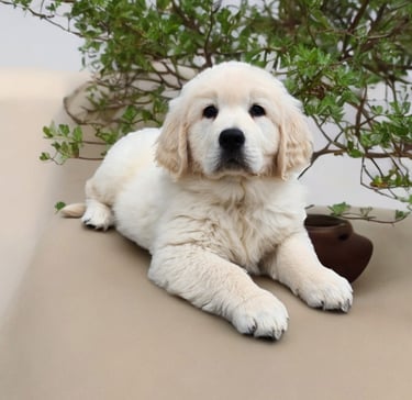 Golden retriever blanc au pelage éclatant, se reposant sous un arbre.