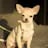 Gentle light tan Chihuahua pup resting on blanket—AKC companion from Louisiana