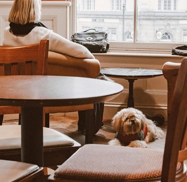 A small dog in a sweater sitting on a cafe floor next to its owner looking out the window.