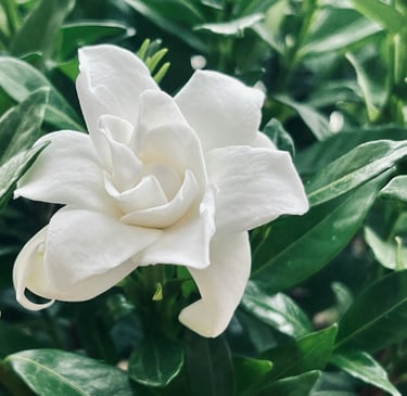 an evergreen Gardenia bush with one white flower