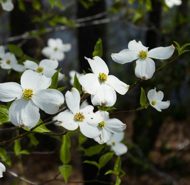 white Dogwood flowers in shade