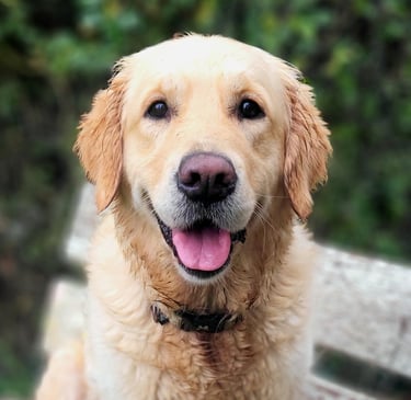 Un chien golden retriever assis sur un banc avec un air amical